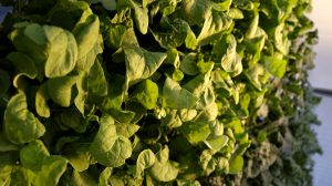 Arugula ready for harvest