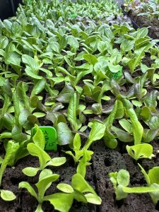 Sprouting Arugula