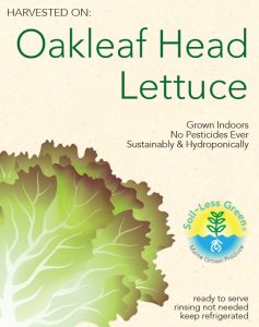 23-3916 Oakleaf Head Lettuce Label WEB