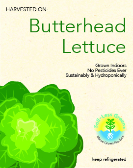 Butterhead Head Lettuce-Green