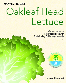 Oakleaf Head Lettuce
