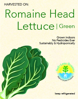 Romaine Head Lettuce-Green